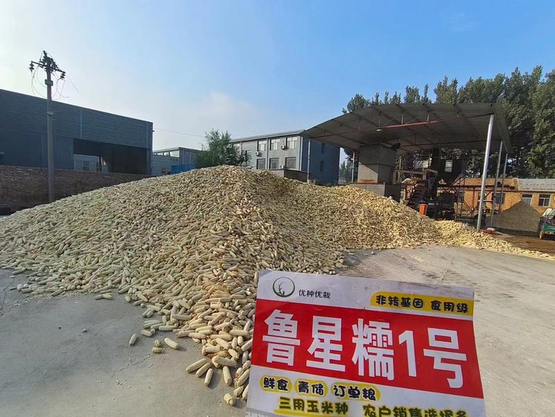 鲁星糯一号白糯玉米种子鲜穗干籽均可销售四五千密度