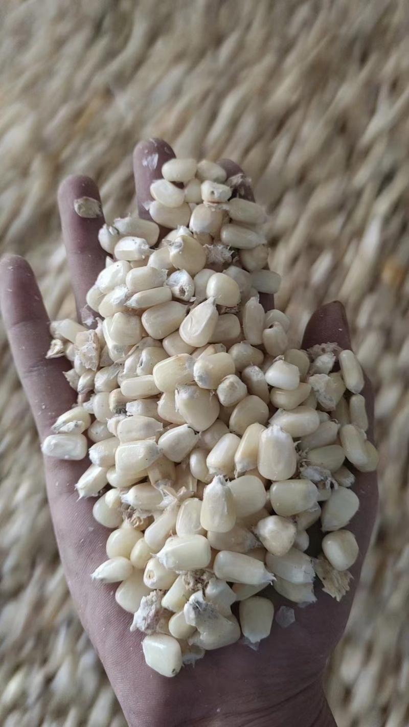 鲁星糯一号白糯玉米种子鲜穗干籽均可销售四五千密度