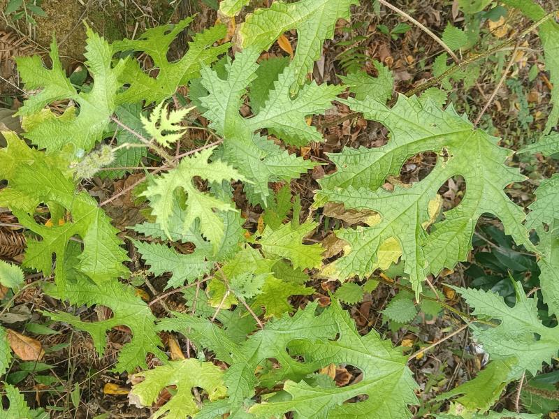 大蝎子草又名：大钱麻、梗麻、掌叶蝎子草、红活麻、大前麻