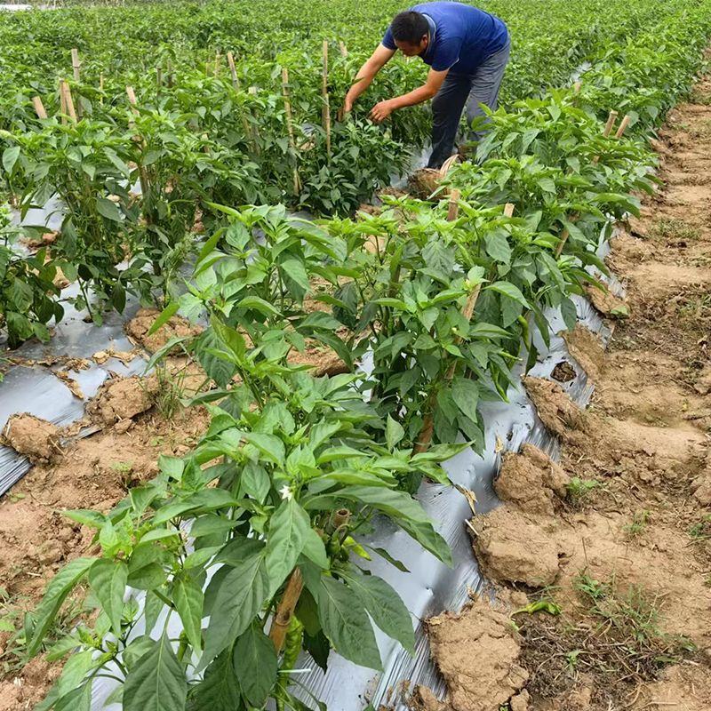 螺丝椒，诏安基地直供，量大直发，档口电商货来谈，对接批发