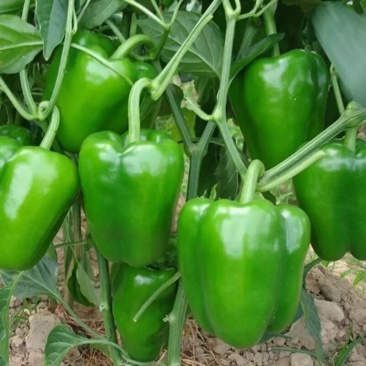 圆椒，菜椒大量上市质优价廉，对接批发档口商超采购商