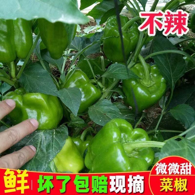 圆椒，菜椒大量上市质优价廉，对接批发档口商超采购商