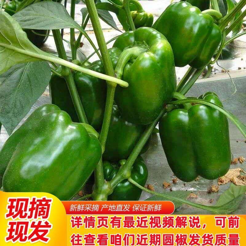 圆椒，菜椒大量上市质优价廉，对接批发档口商超采购商