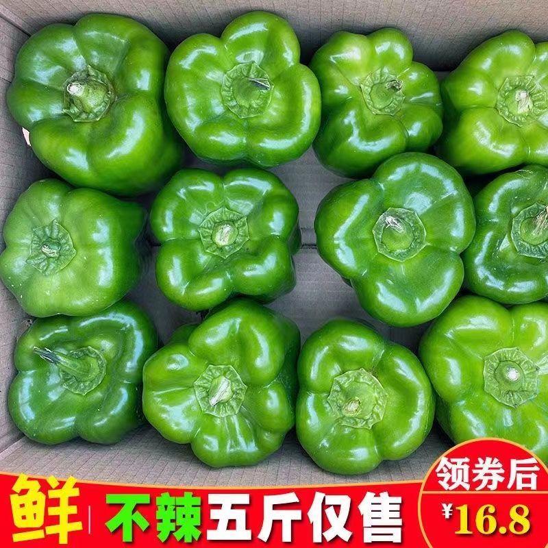 圆椒，菜椒大量上市质优价廉，对接批发档口商超采购商
