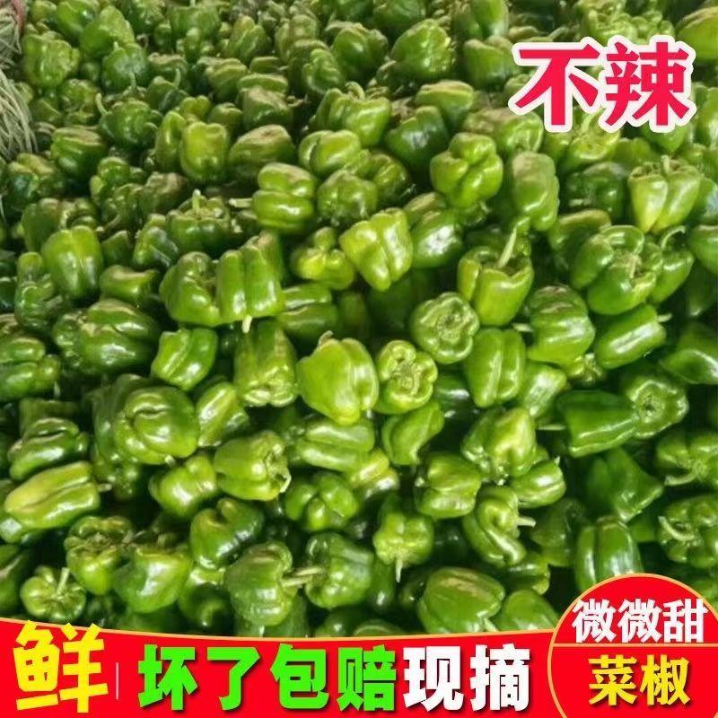 圆椒，菜椒大量上市质优价廉，对接批发档口商超采购商