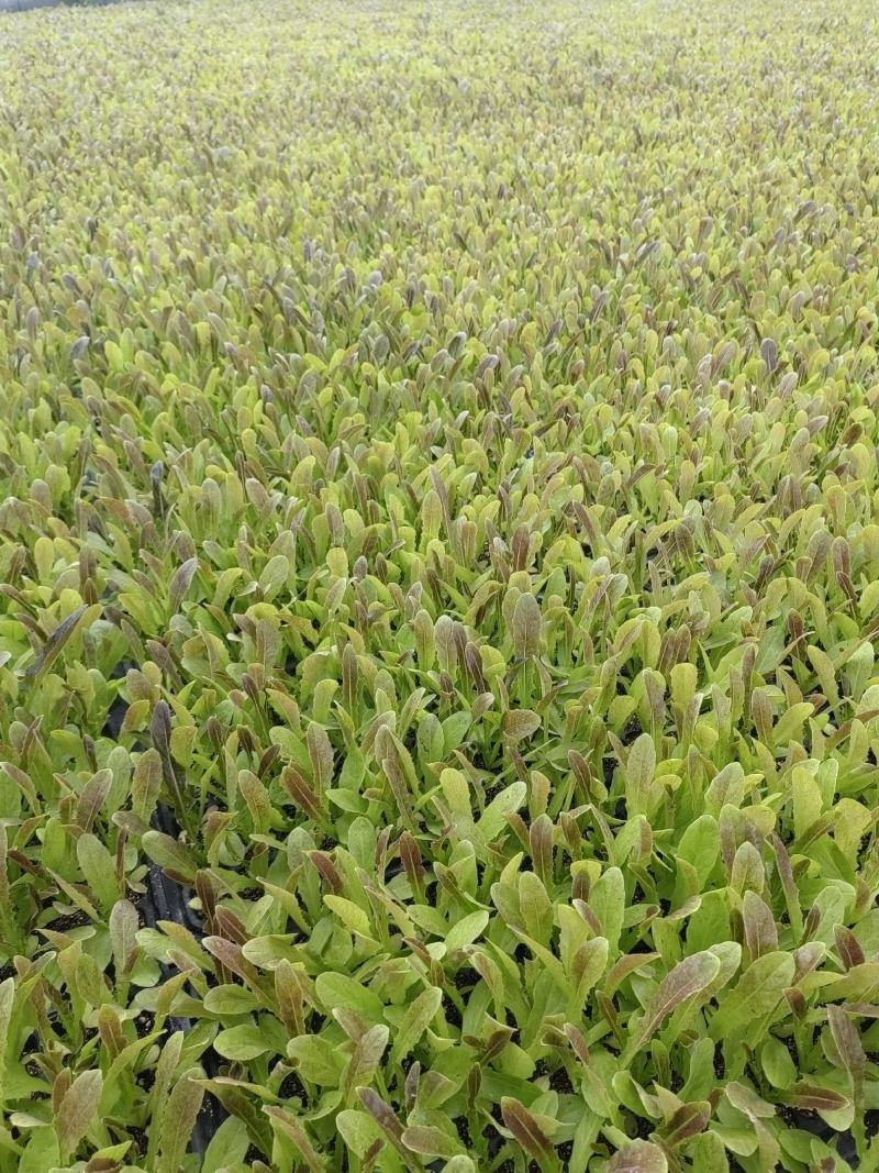 精品莴苣苗，青叶圆叶莴苣苗，红叶莴苣苗，优质莴苣苗莴笋苗