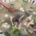 羊杂切丝