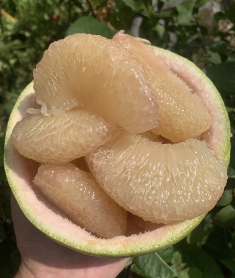 【精品】湖北优选柚子套袋白心蜜柚，产地一手货源，实力供应