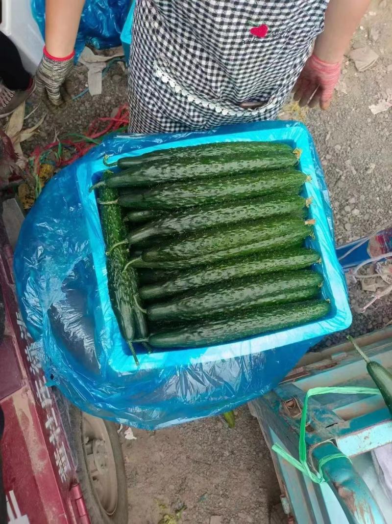 精品黄瓜，平台黄瓜大量上市，量大，欢迎来电