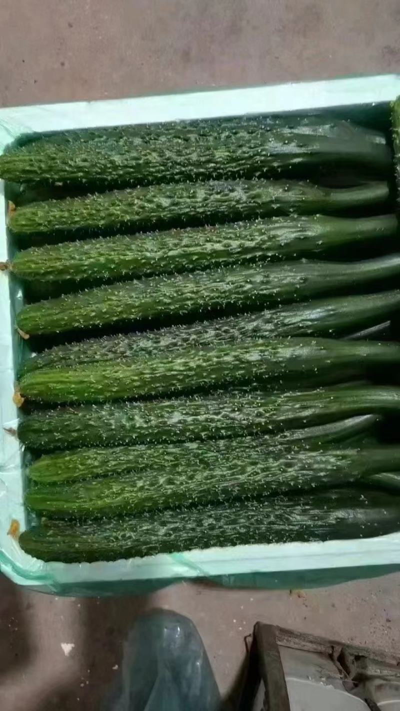 精品黄瓜，平台黄瓜大量上市，量大，欢迎来电