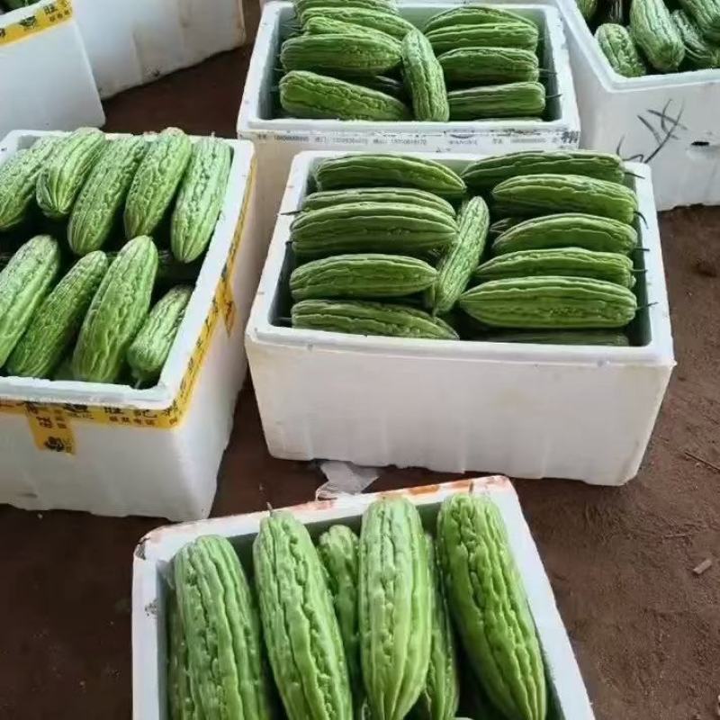 精品苦瓜大量上市，量大，欢迎来电