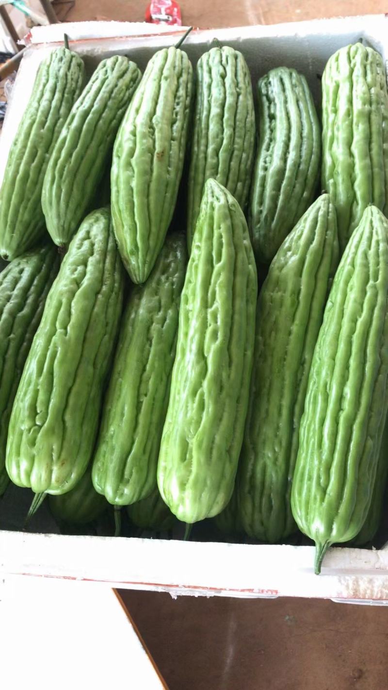 精品苦瓜大量上市，量大，欢迎来电