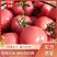 硬粉大红沙瓤【西红柿】大量上市产地价格便宜质量好
