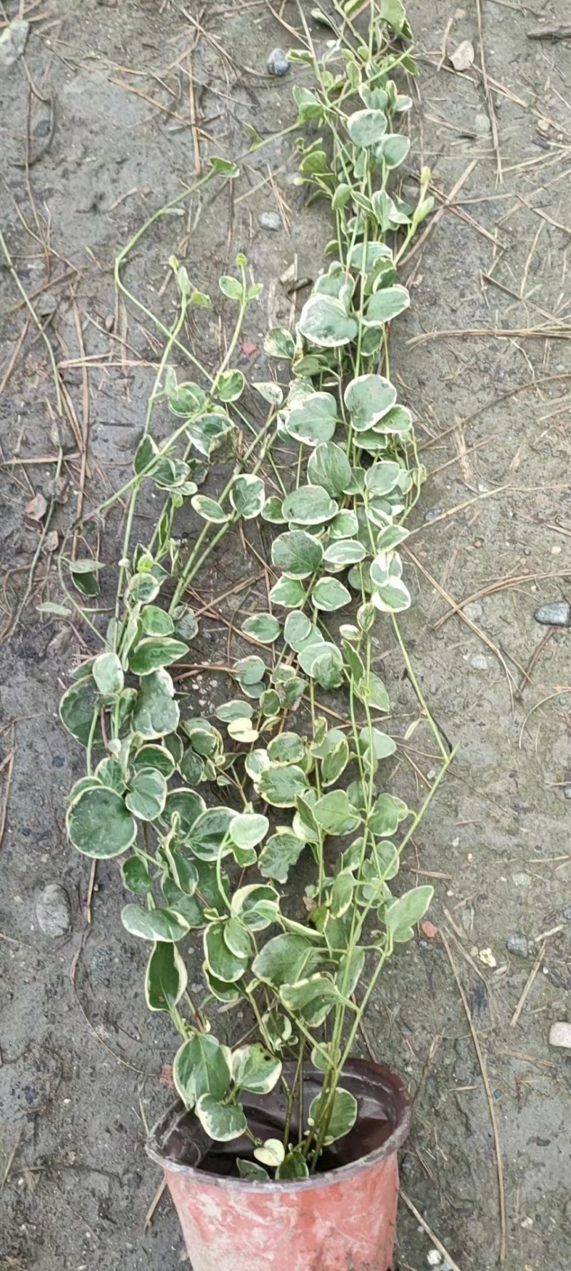 花叶蔓长春藤30-1.5米