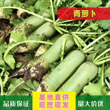 【优选】河南周口青萝卜-产地直发-量大从优-价格优惠