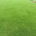 混波草出售（冷季型草坪）