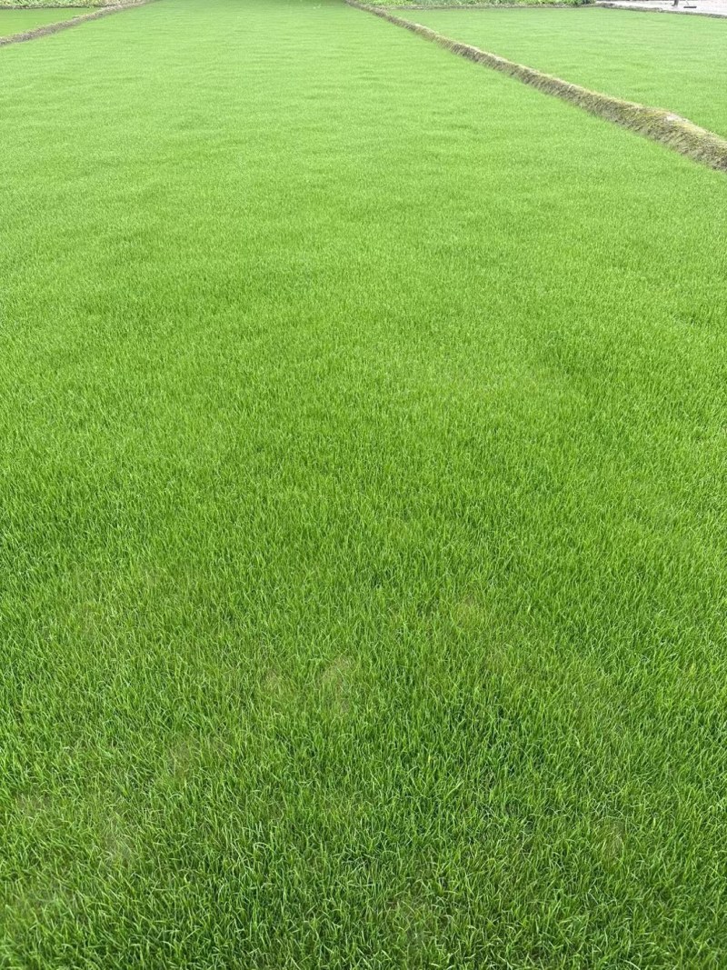 混波草出售（冷季型草坪）