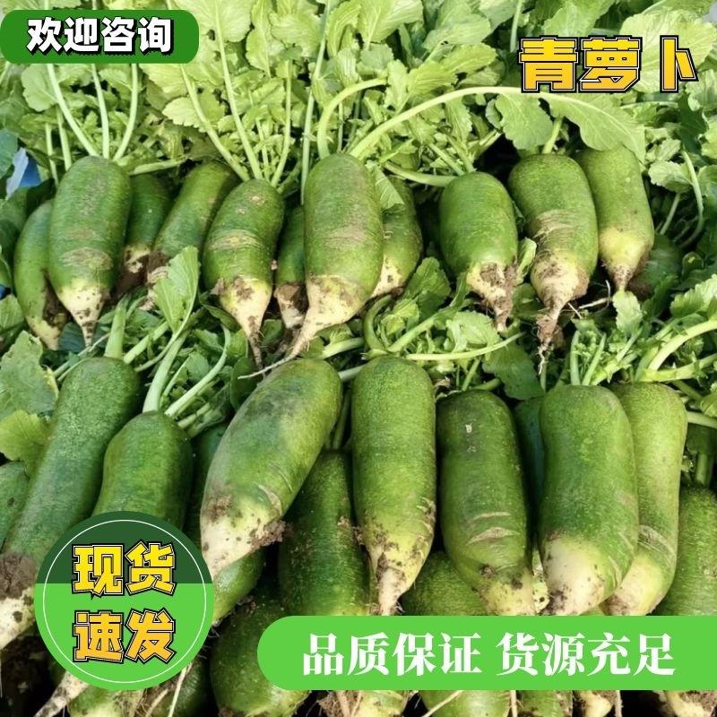 【优选】河南周口青萝卜-产地直发-量大从优-价格优惠