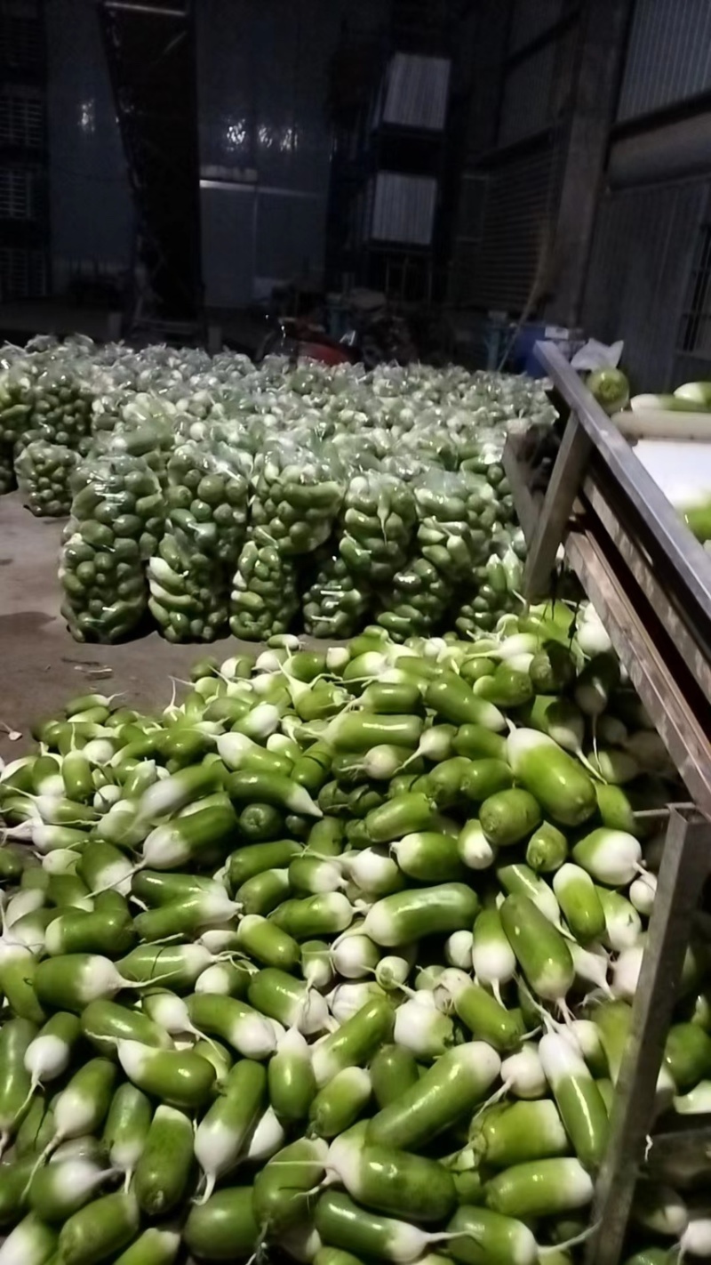河南周口青萝卜-产地直供-大量上市-品质保障-价格优惠