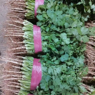 精品香菜产地直供