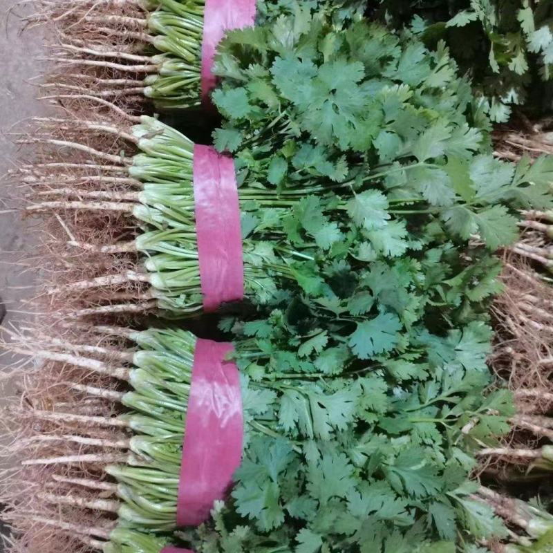 精品香菜产地直供