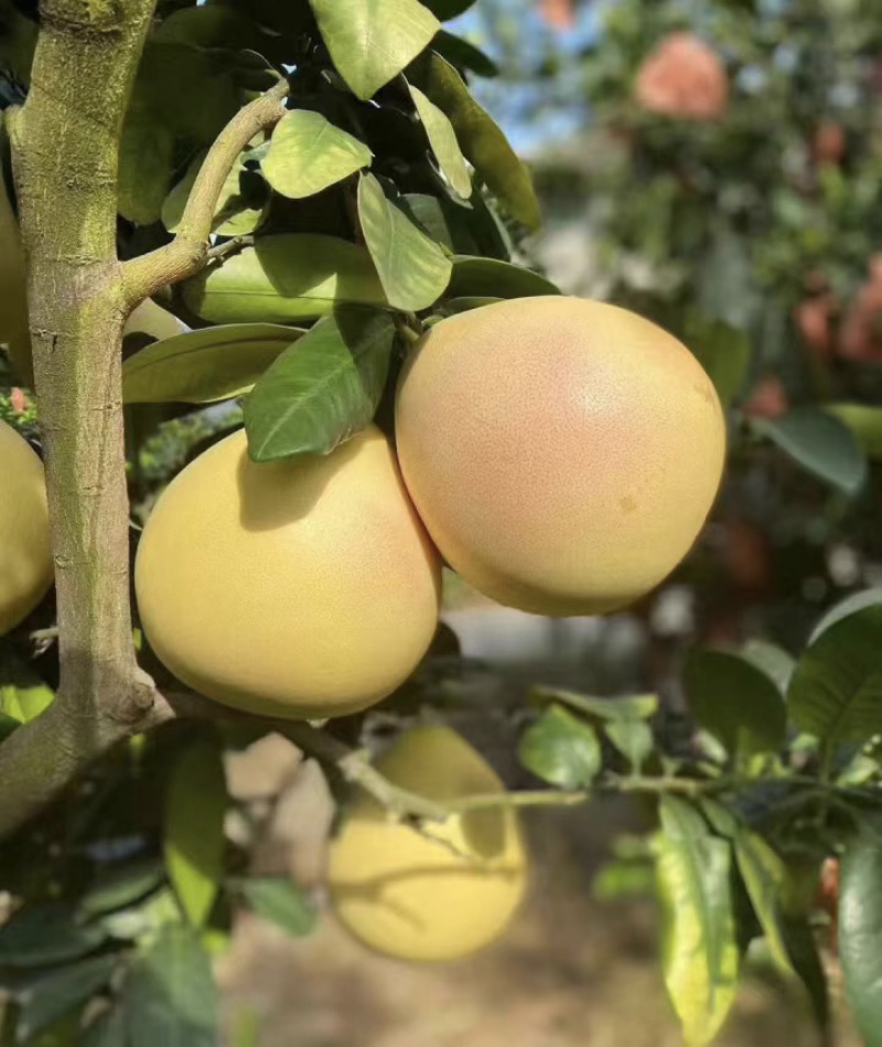 三红蜜柚红心肉颗粒饱满种植基地大量有货可视频看货