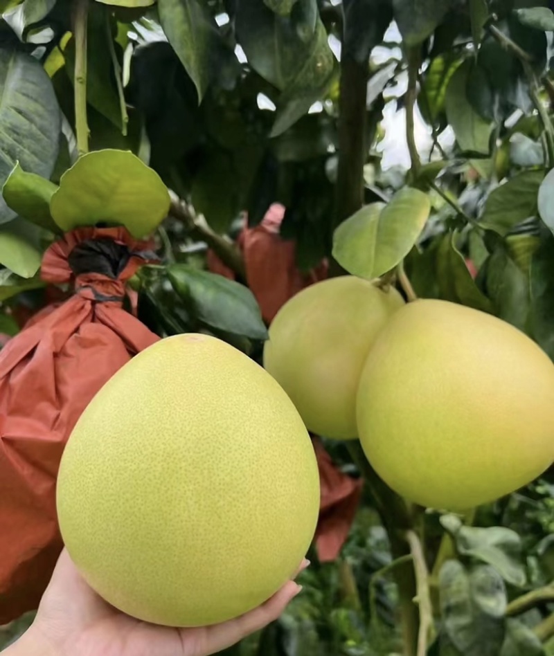 三红蜜柚红心肉颗粒饱满种植基地大量有货可视频看货