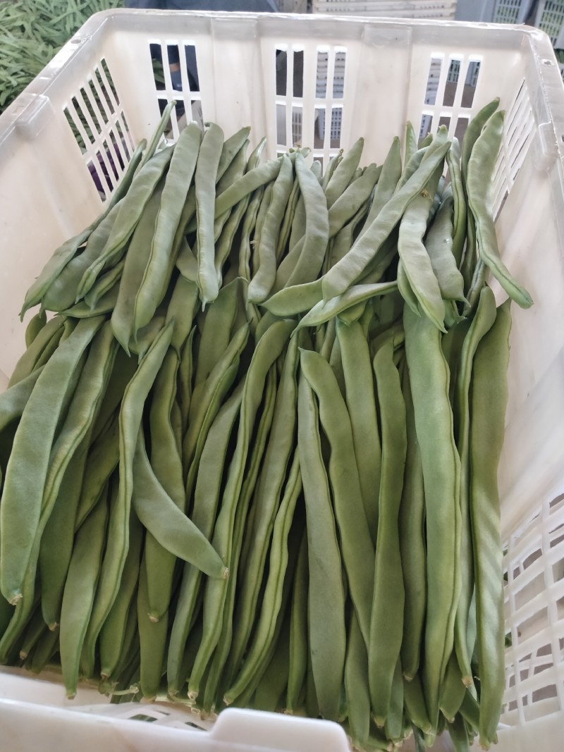蔬菜——扁豆