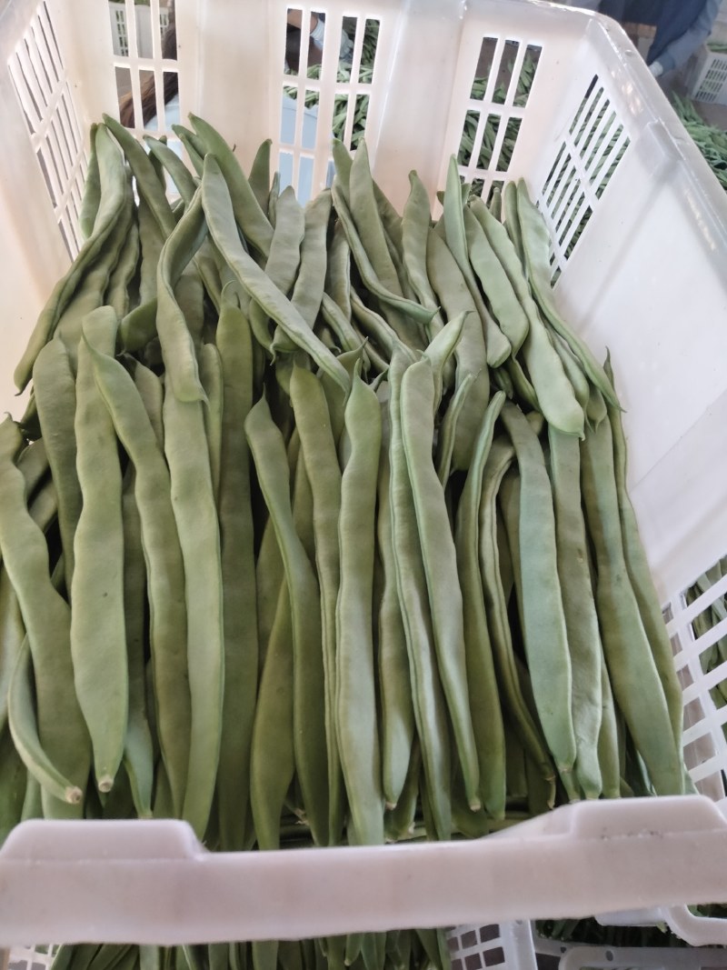 蔬菜——扁豆