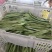 蔬菜——扁豆