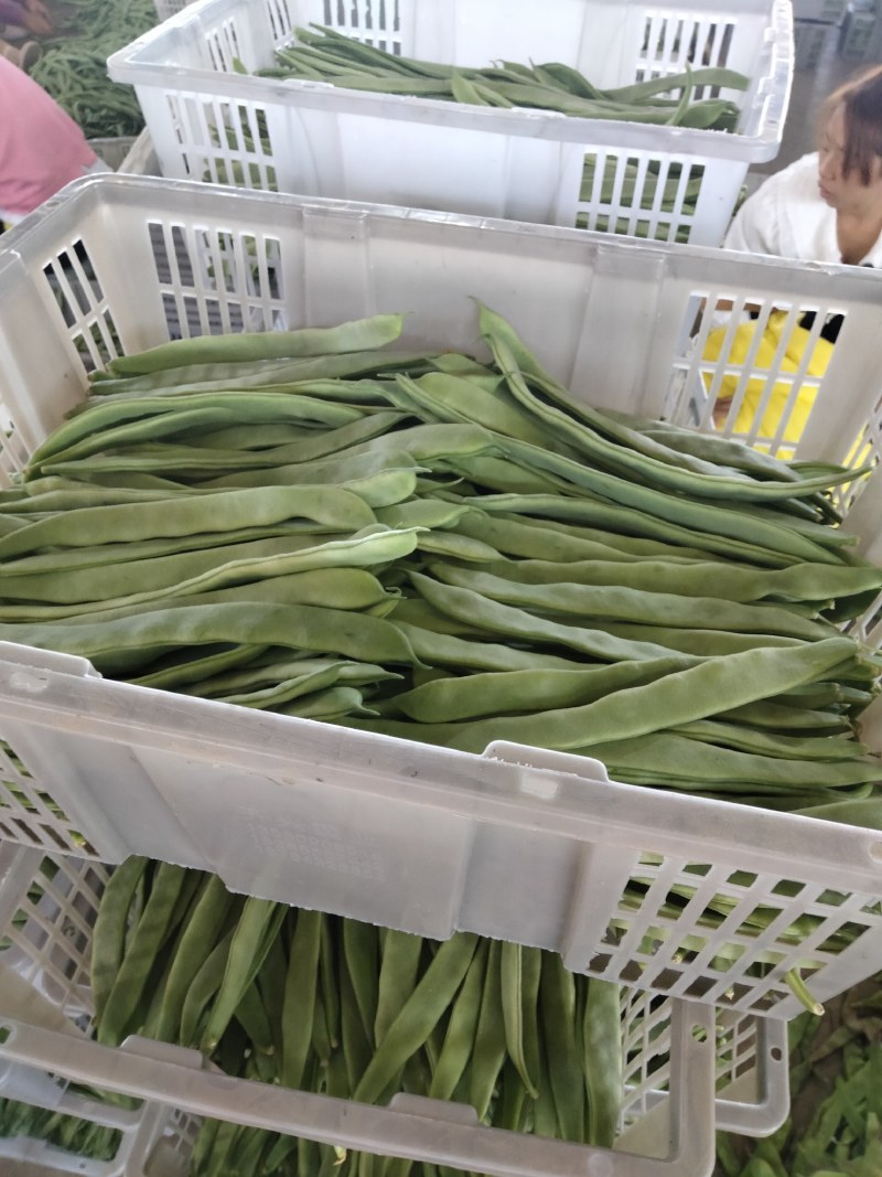 蔬菜——扁豆