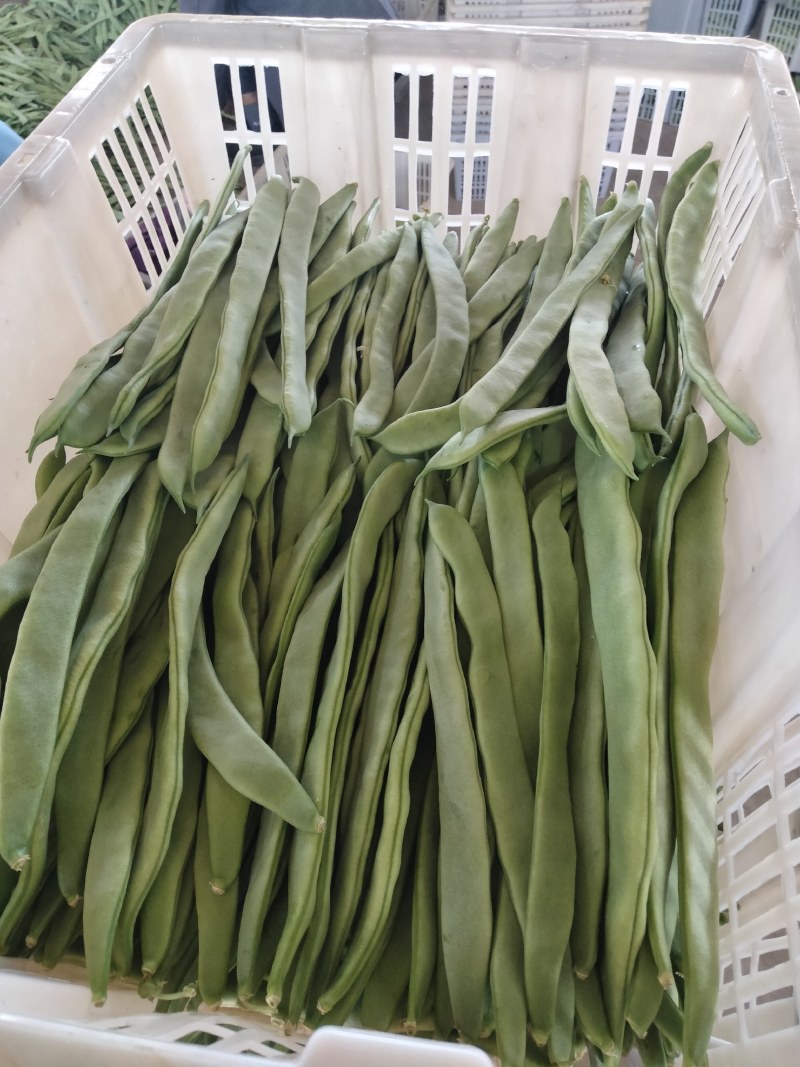 蔬菜——扁豆