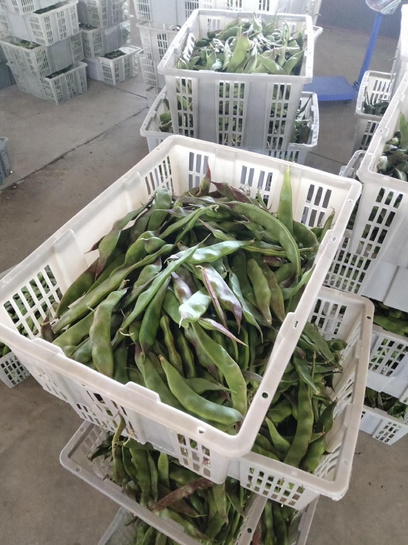蔬菜——扁豆