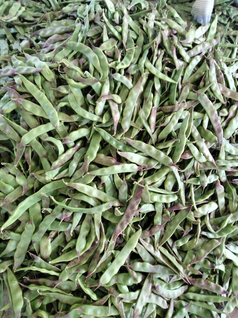 蔬菜——扁豆