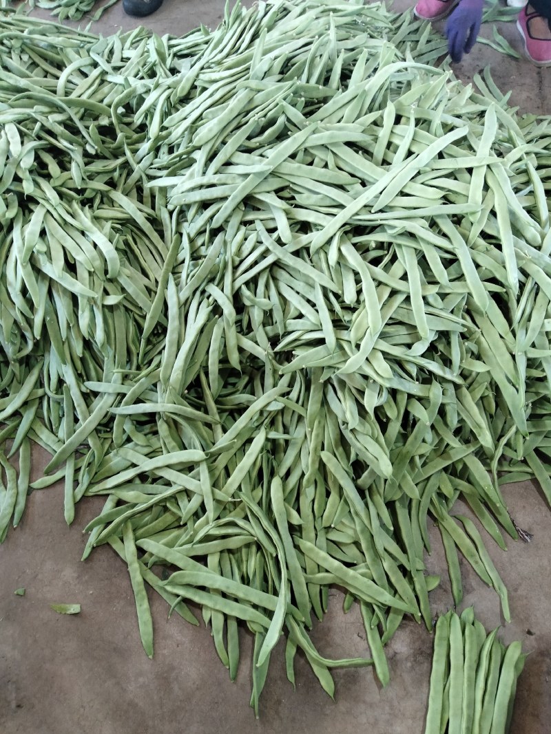 蔬菜——扁豆