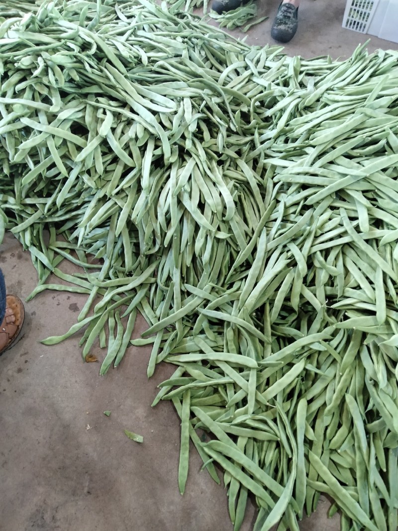 蔬菜——扁豆