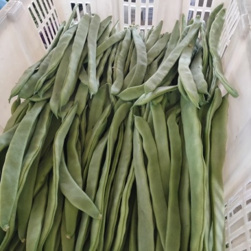蔬菜——扁豆