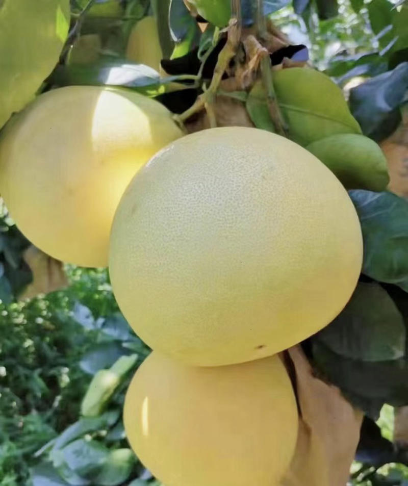 白肉蜜柚，种植基地现摘现发品质保证欢迎来电