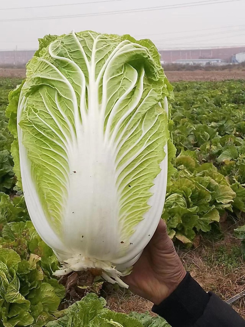 【精品】华州青杂大白菜开始销售可以存货欢迎客商来电咨询
