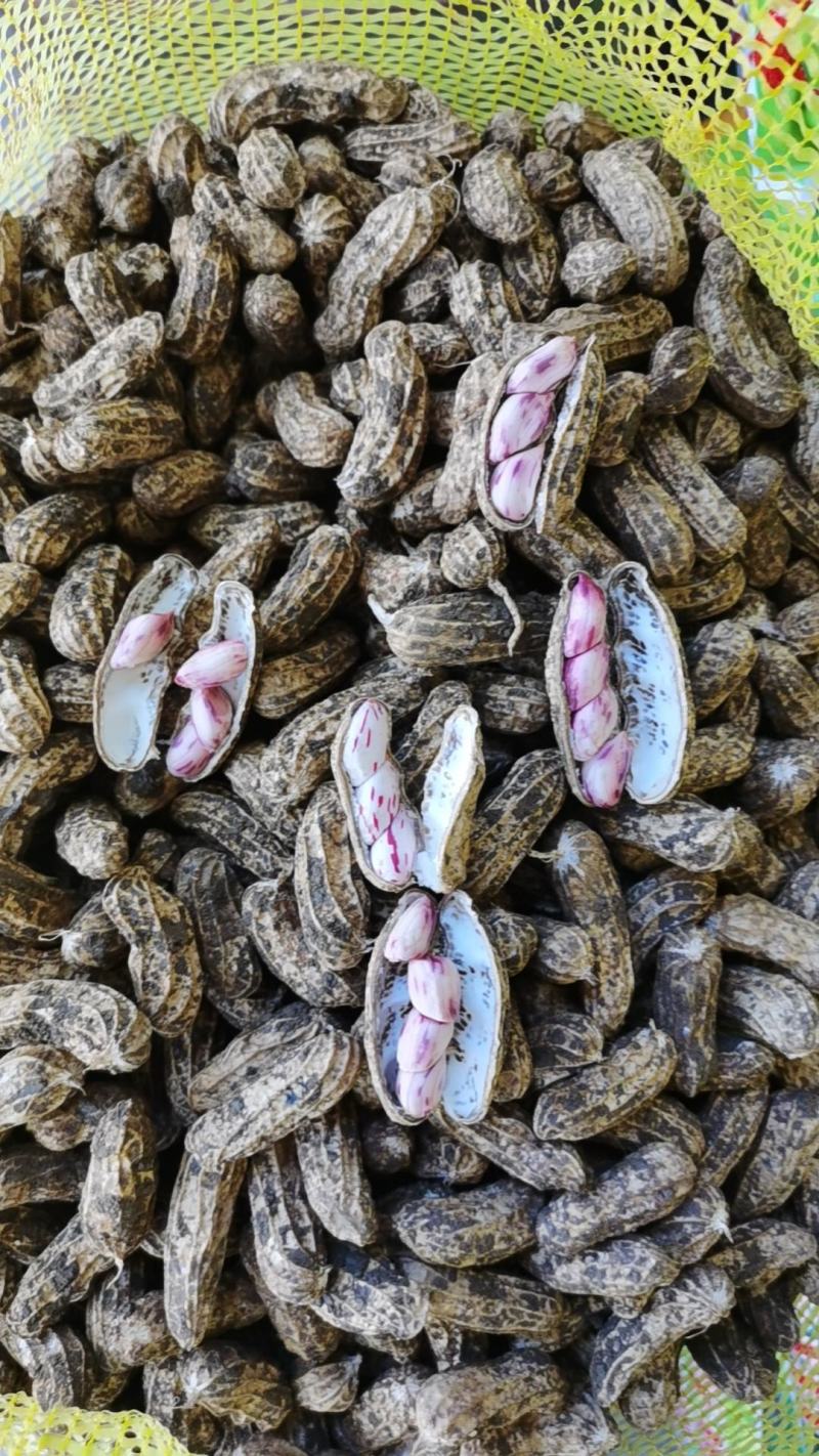 云南建水精品七彩花生。颗粒饱满。口感香甜。