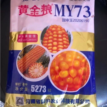 黄金粮my73玉米种子中高密度米色金黄抗病性好