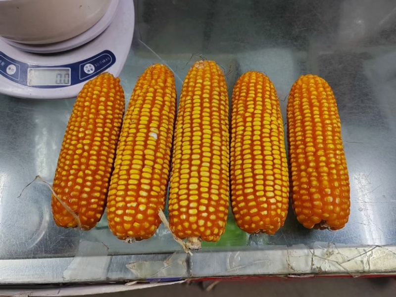 黄金粮my73玉米种子中高密度米色金黄抗病性好
