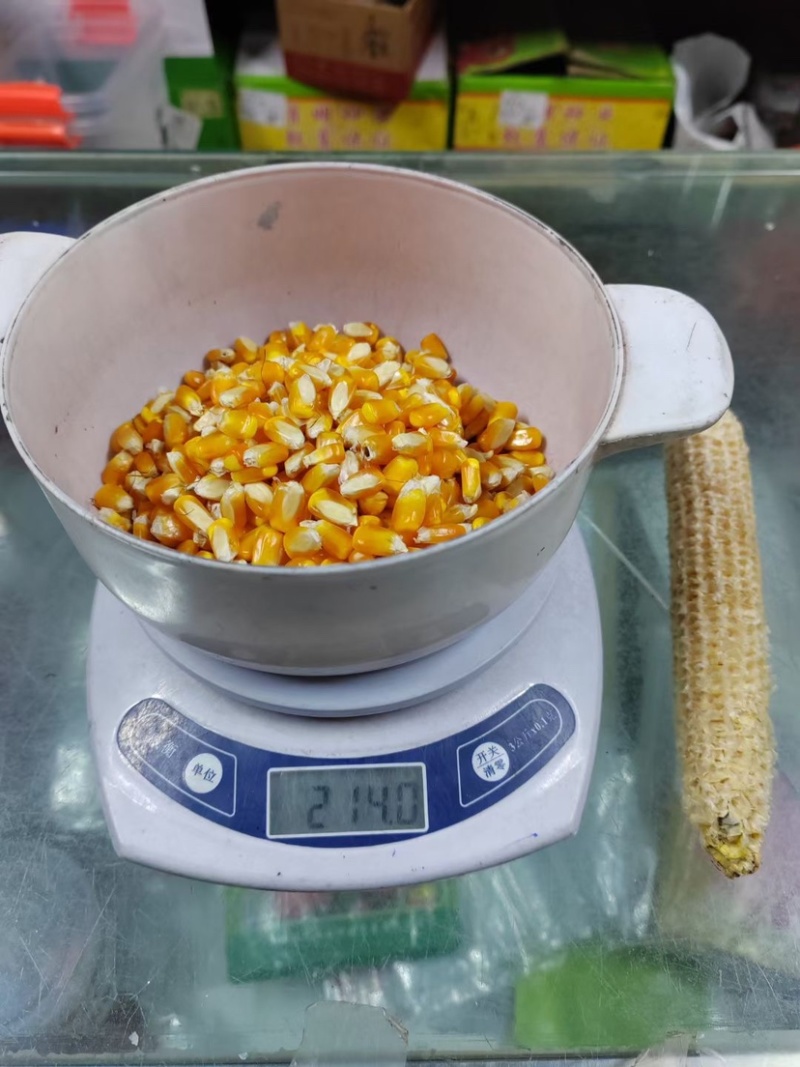 黄金粮my73玉米种子中高密度米色金黄抗病性好