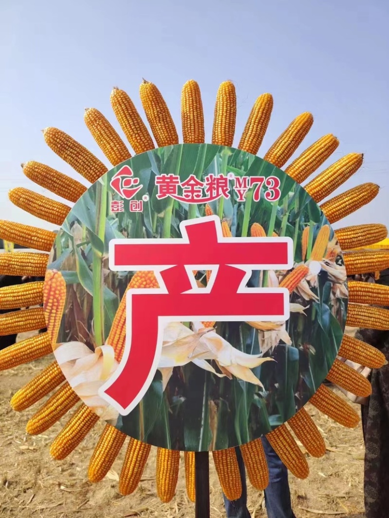 黄金粮my73玉米种子中高密度米色金黄抗病性好