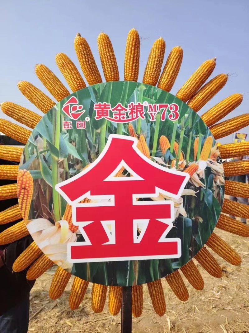 黄金粮my73玉米种子中高密度米色金黄抗病性好
