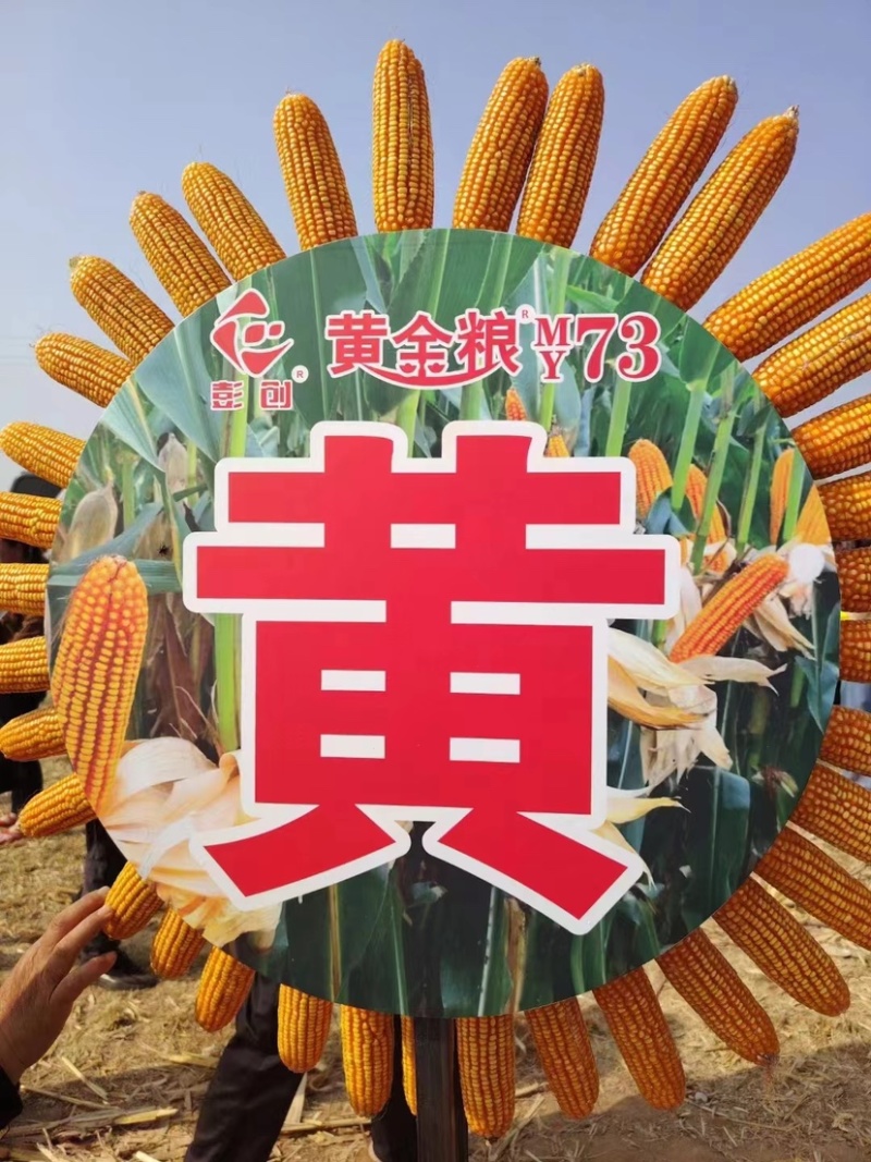 黄金粮my73玉米种子中高密度米色金黄抗病性好