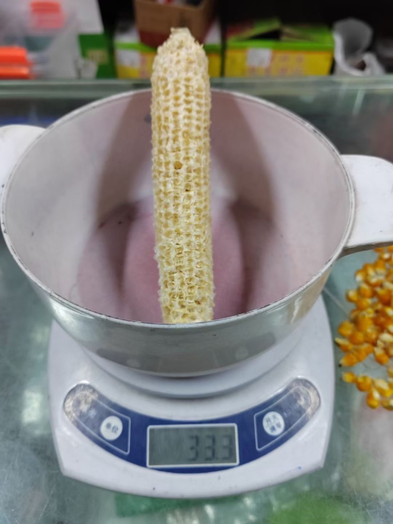 黄金粮my73玉米种子中高密度米色金黄抗病性好