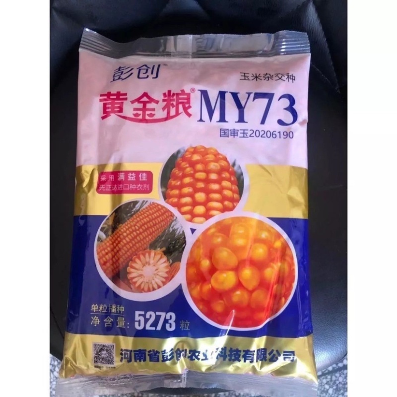 黄金粮my73玉米种子中高密度米色金黄抗病性好