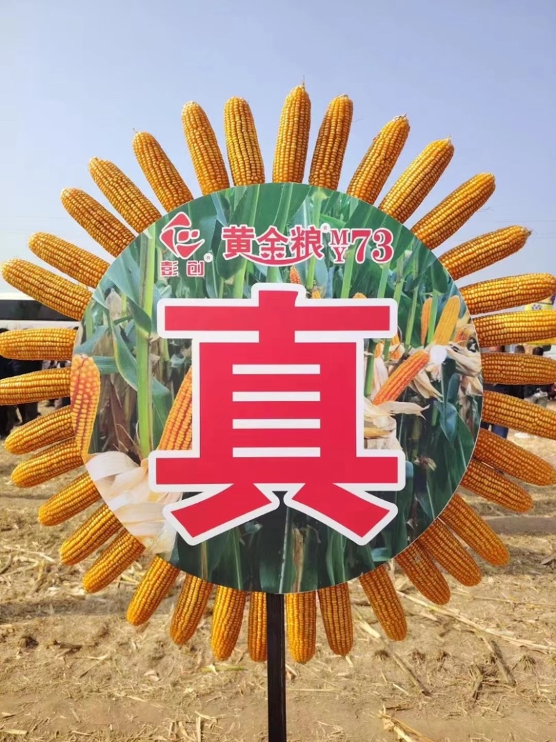 黄金粮my73玉米种子中高密度米色金黄抗病性好