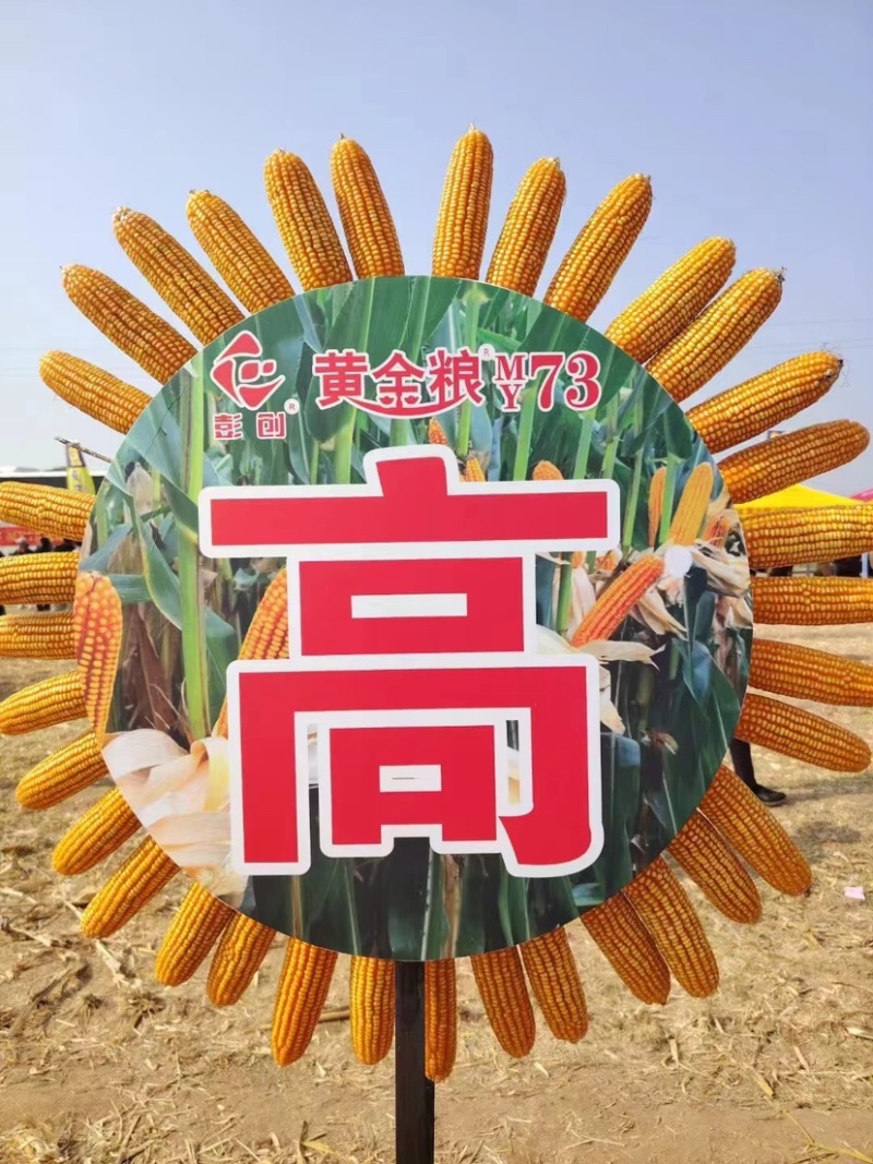 黄金粮my73玉米种子中高密度米色金黄抗病性好